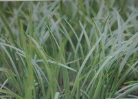 정력제 1위, 기양초(起陽草) 부추 효능