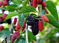‘검은 산삼’이라 불리는 뽕나무 열매 오디 효능