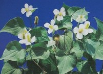 천연 항생제로 불리는 약모밀