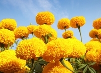 메리골드(마리골드) 효능과 부작용