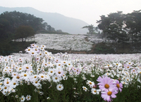 구절초의 효능