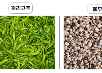 식탁 위의 보약, 알칼로이드가 풍부한 고추와 율무의 건강 가치