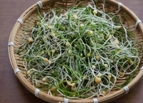 3월 제철 음식 달래 효능