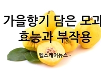가을 향기 담은 모과 효능과 부작용