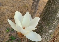 [마음 건강] 호모 비아토로의 산책 