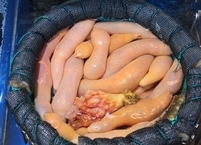 이상하게 생겨도 몸에 좋은 개불의 효능