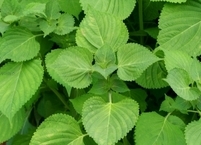 토종 허브 깻잎 효능과 부작용