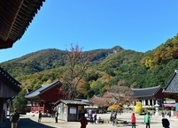 천년고찰 선운사, 고창 방문해 맞아 무료 관람 결정