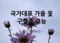 국가대표 가을꽃 구절초 효능과 부작용