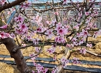 남원 명품 시설 복숭아, 봄을 알리는 복사꽃 만개