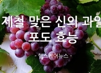 제철 맞은 신의 과일 포도 효능