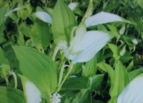 기침 특효약 삼백초(三白草)의 효능과 부작용