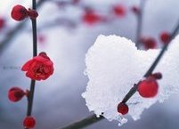 겨울 여행자를 부르는 제주 동백꽃 마을