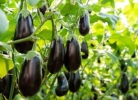 천연 잇몸 치료제, 눈 영양제 가지 효능과   음식 궁합