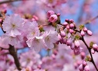 2024 전북지역 벚꽃 축제 소식