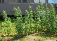 여름철 여성 건강을 지켜주는 익모초(益母草) 효능