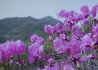 봄철의 대표적인 꽃인 진달래의 효능