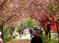 전주시, 벚꽃 명소 완산공원 꽃동산 출입통제