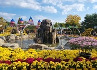 익산천만송이국화축제에 다녀오다