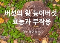 버섯의 왕 능이버섯 효능과 부작용