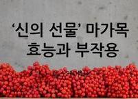 나무 중의 으뜸 마가목 효능과 부작용
