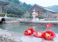 [주말 가볼만한곳] 고창 선운사 동백...  꽃망울 터뜨려