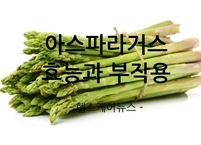 아스파라거스 효능과 부작용