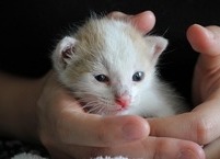 「연재」함께 살아, 더 건강하게: 반려동물 라이프