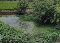 둠벙은 자연의 숨은 보고(寶庫)다