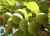 건강을 위한 진액(엑기스) 중의 으뜸인 매실진액