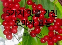 5가지 맛을 가진 오미자 효능과 부작용