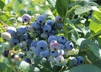 혈관 청소부인 동시에 뇌 건강 효자식품 블루베리 효능과 건강하게 먹는 방법