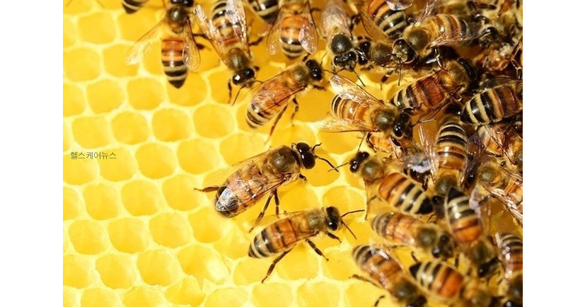 kakao bees g31c73d5b1 64016438663751