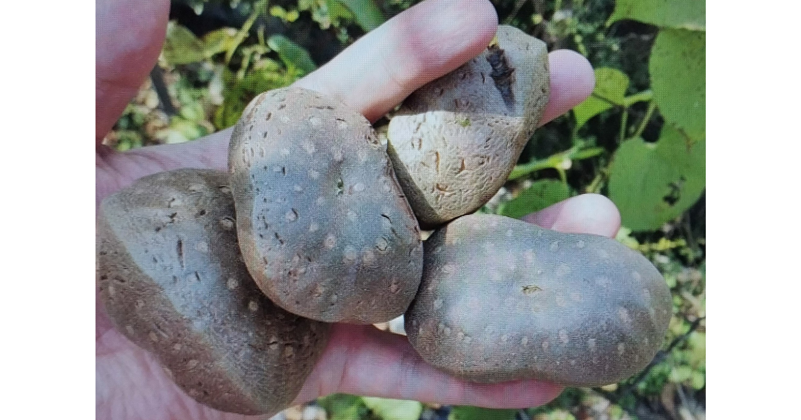 kakao ha ma31731740923