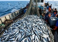 10월 제철 음식 고등어 8가지 효능과 부작용